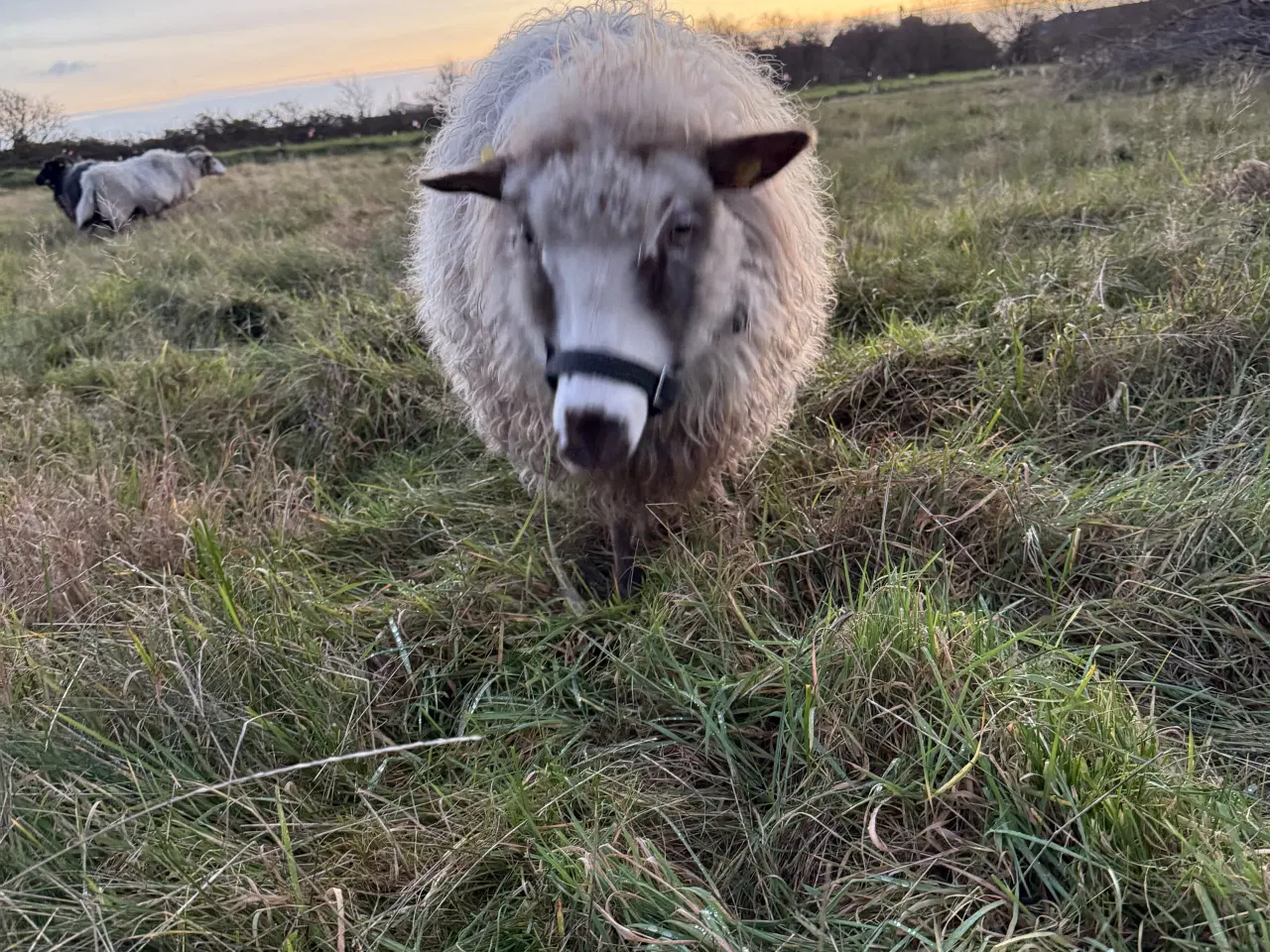 Billede 5 - Spælsau moderfår