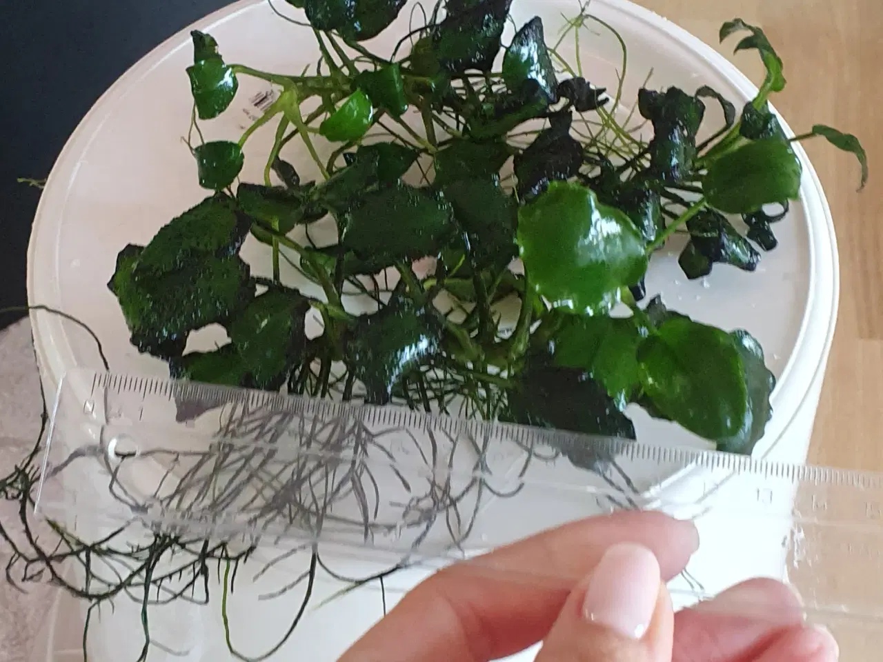 Billede 2 - Akvarieplanter. Anubias.