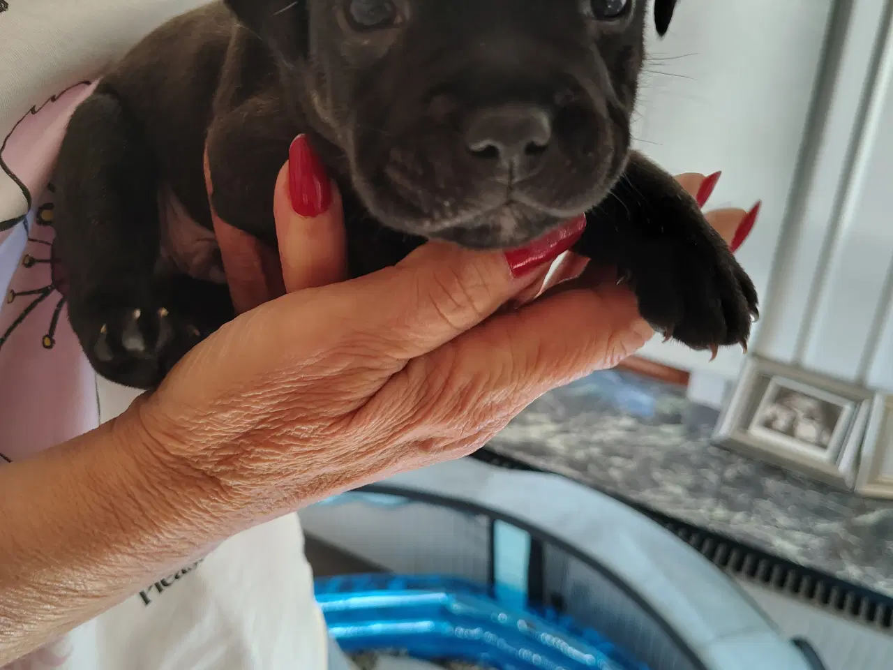 Billede 6 - Engelsk Staffordshire bull terrier 