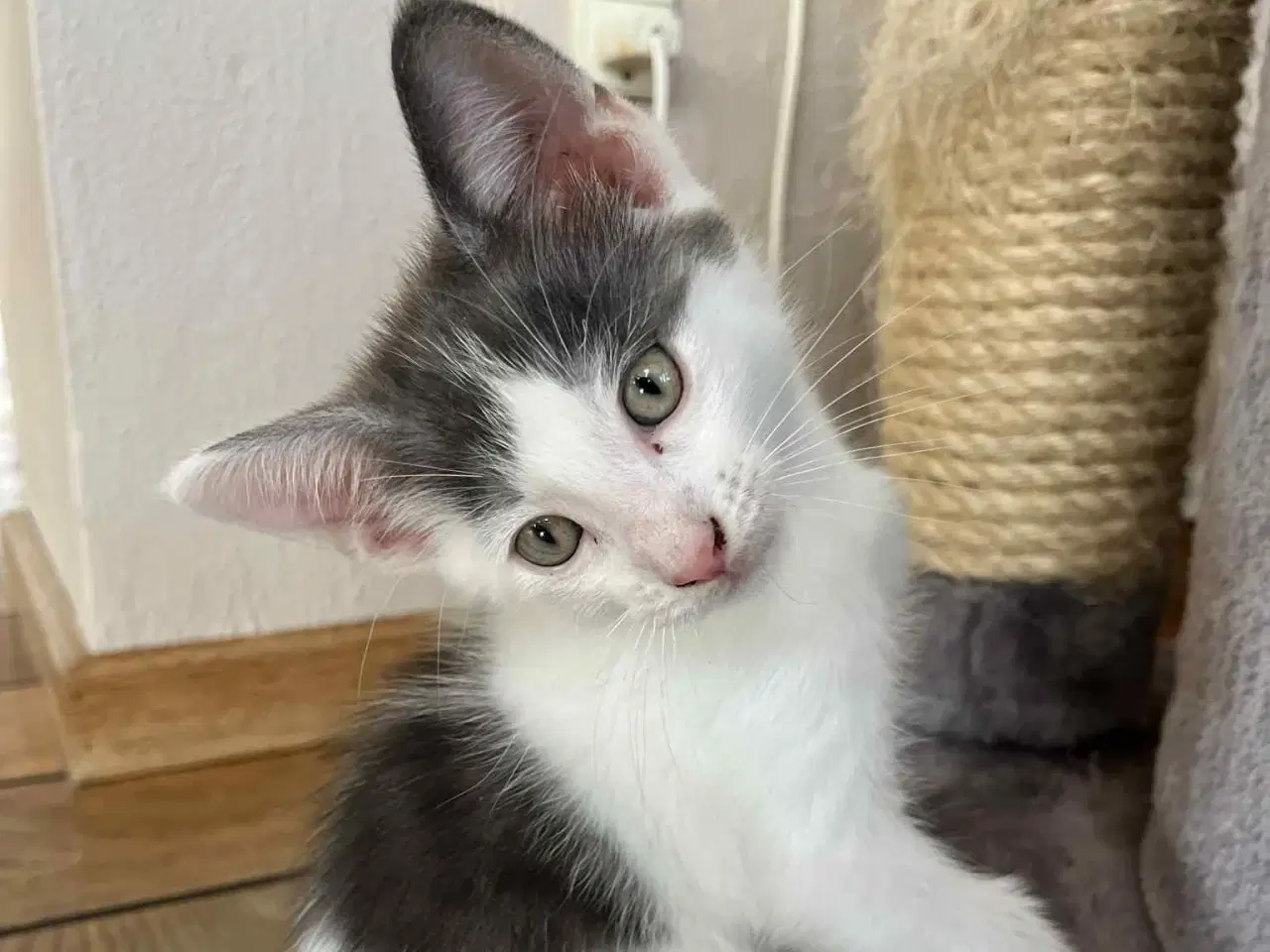 Billede 8 - 4 skønne killinger, hvor mor er Maine Coon sælges