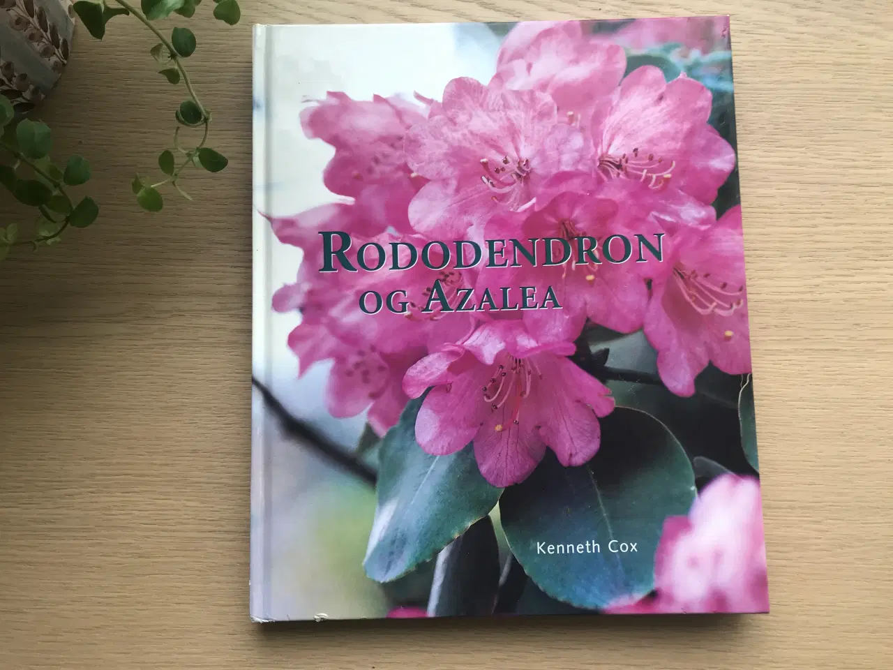 Billede 1 - Rododendron og Azalea  af Kenneth Cox