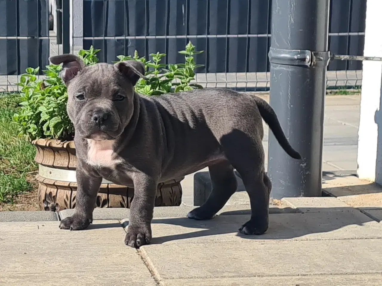 Billede 3 - American Bully pige blå - abkc Pocket