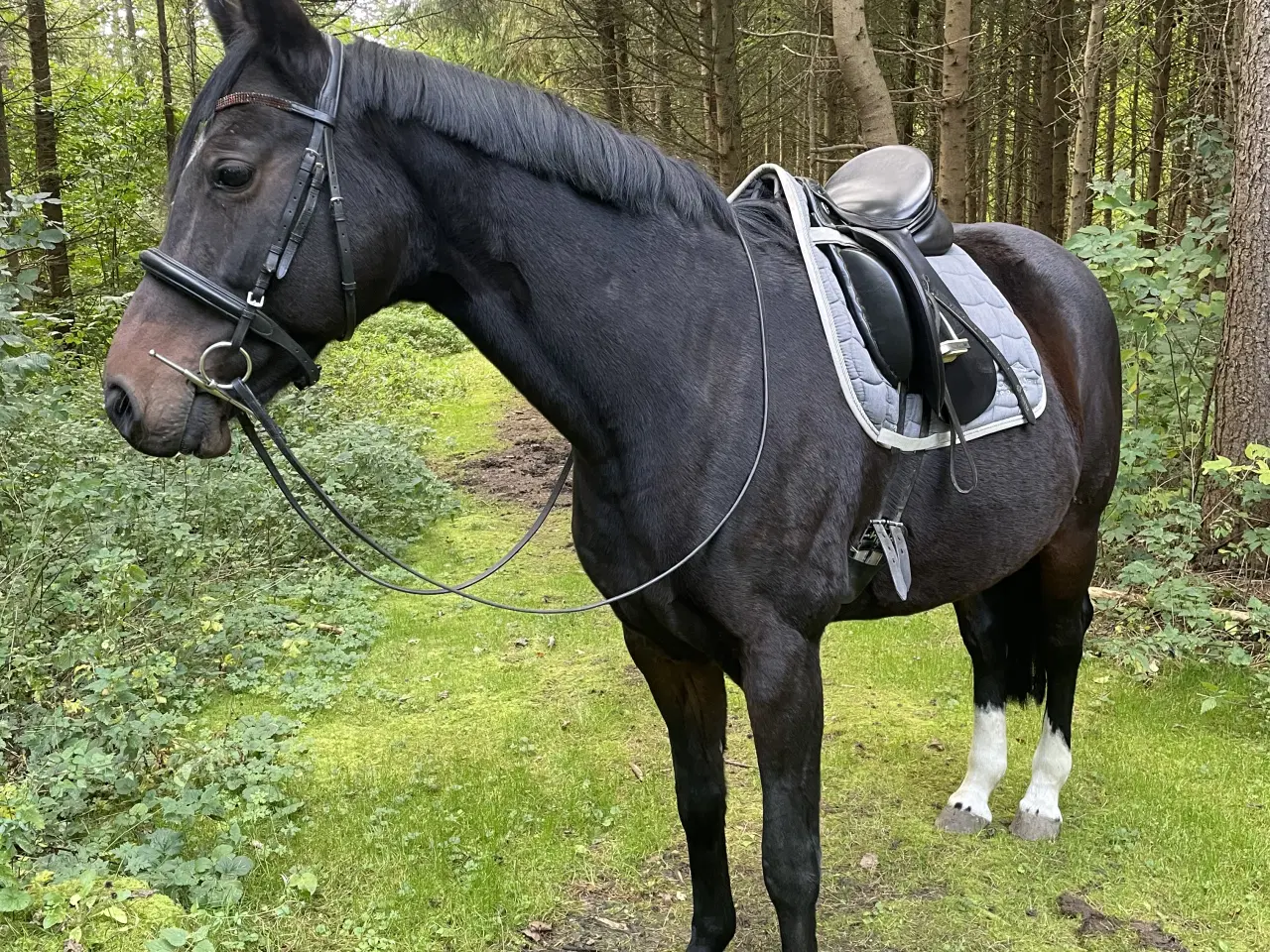 Billede 1 - Hoppe til ridning og jordarbejde