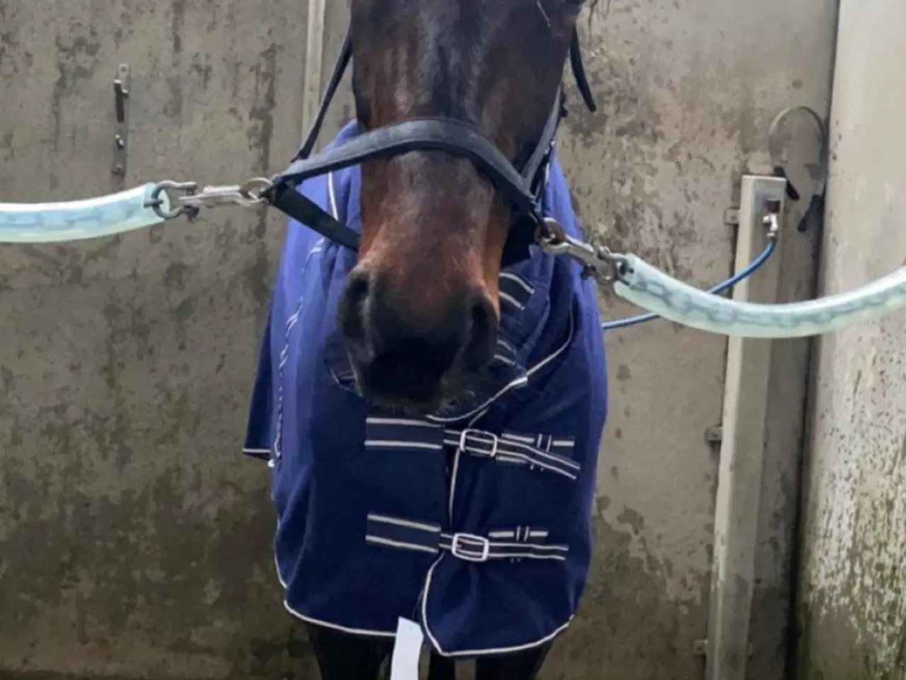 Billede 6 - Skovsturs Hest Varmblods Traver, Vallak 9 år