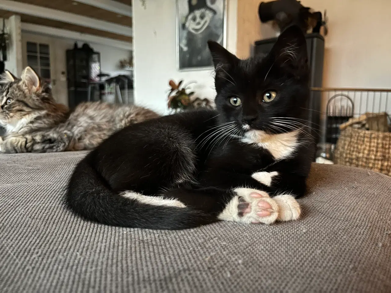 Billede 6 - Hun-killing, Maine Coon-blandning. 