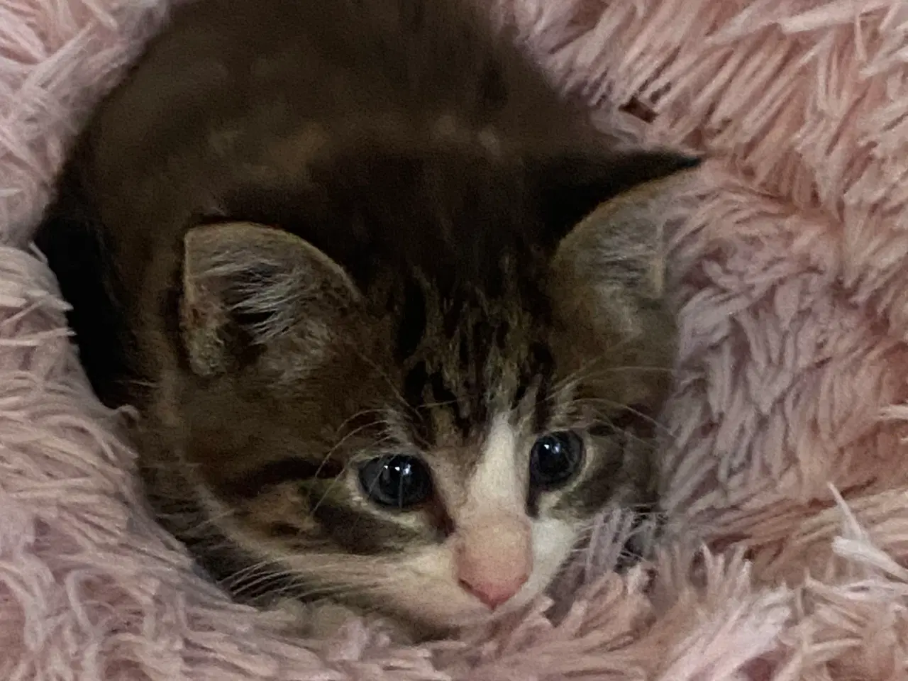 Billede 4 - Dejlige flaskekillinger