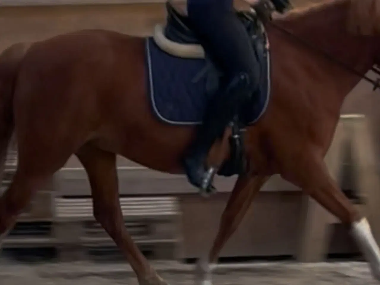 Billede 14 - Prestige Lucky Idol dressursadel