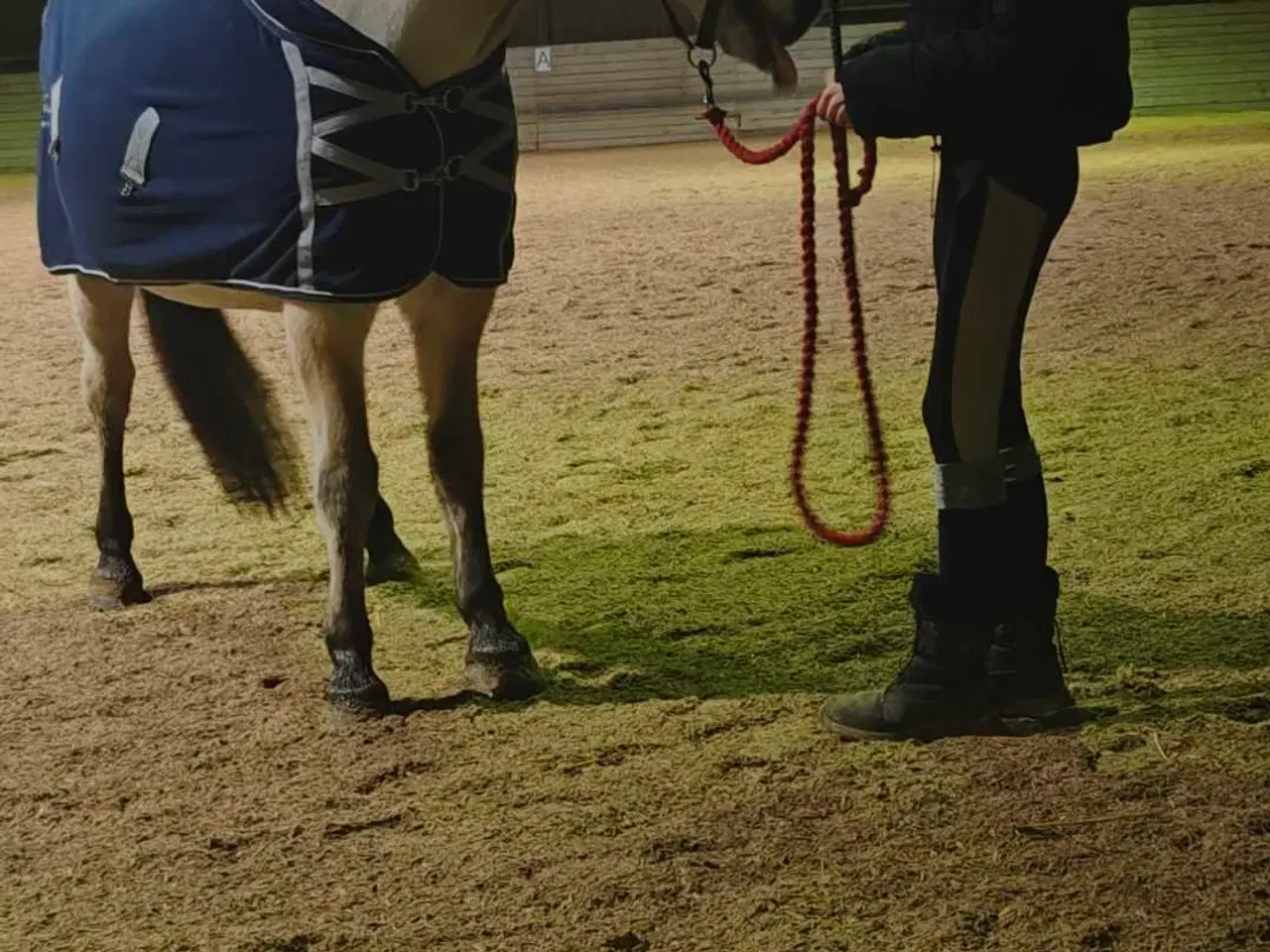 Billede 7 - Fjordhest Marius Skovå 