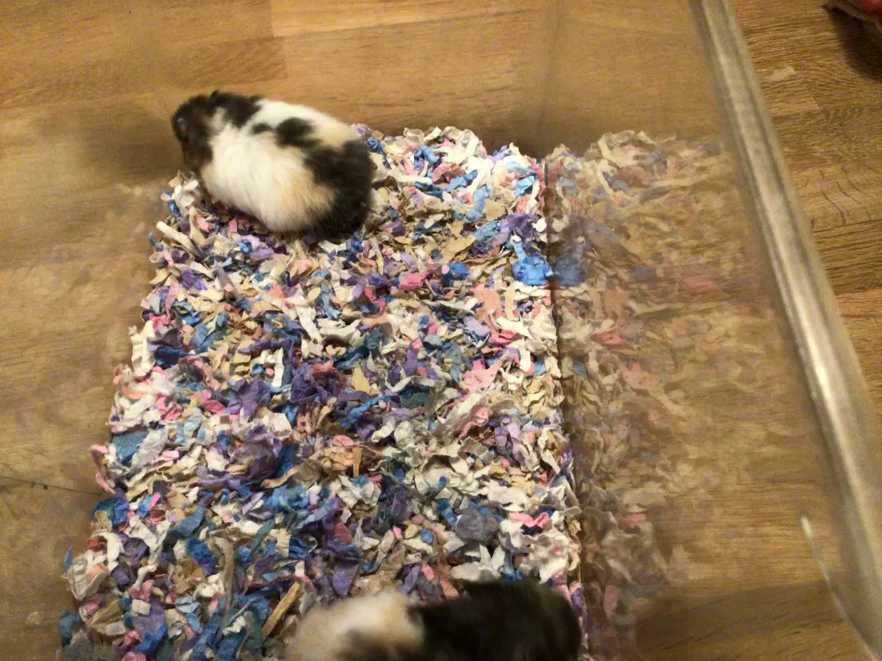 Billede 3 - Guldhamster unger