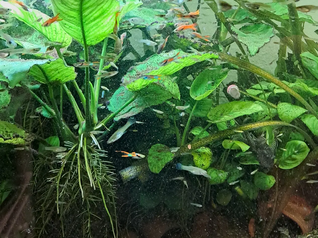 Billede 5 - Mix endler guppy super fin 