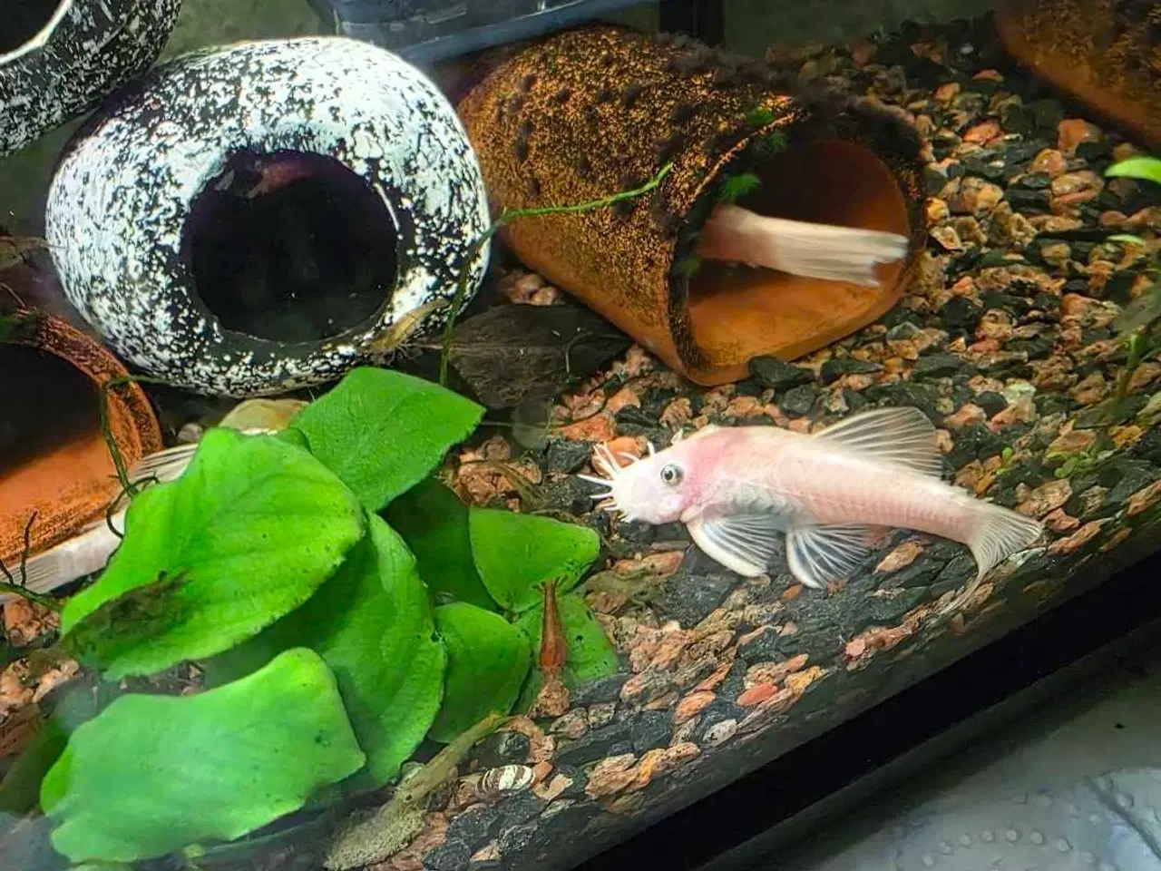 Billede 5 - Lidt blandet maller 