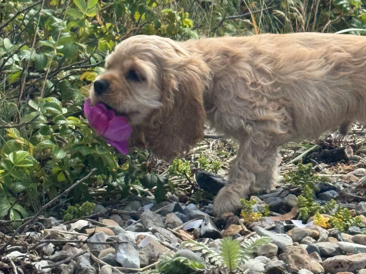 Billede 15 - Rejseklar 🧳 Skønne Amerikanske Cockerspaniel 
