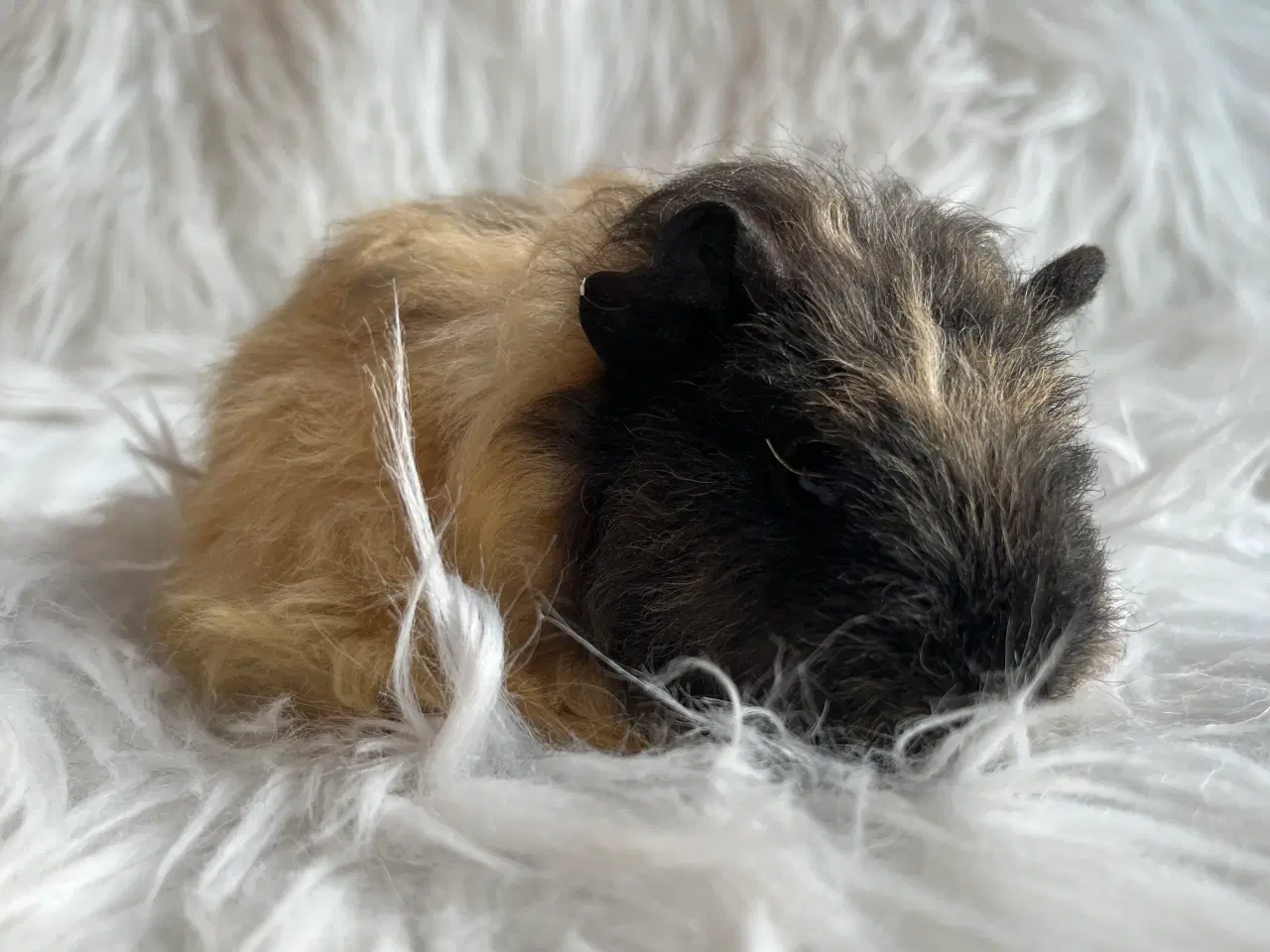 Billede 7 - Hun unge