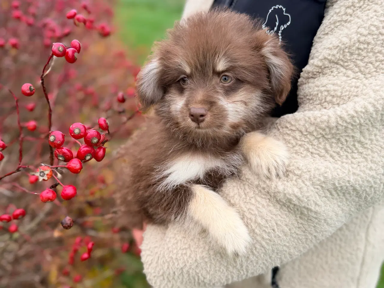 Billede 1 - Brune Pomapoo bamser