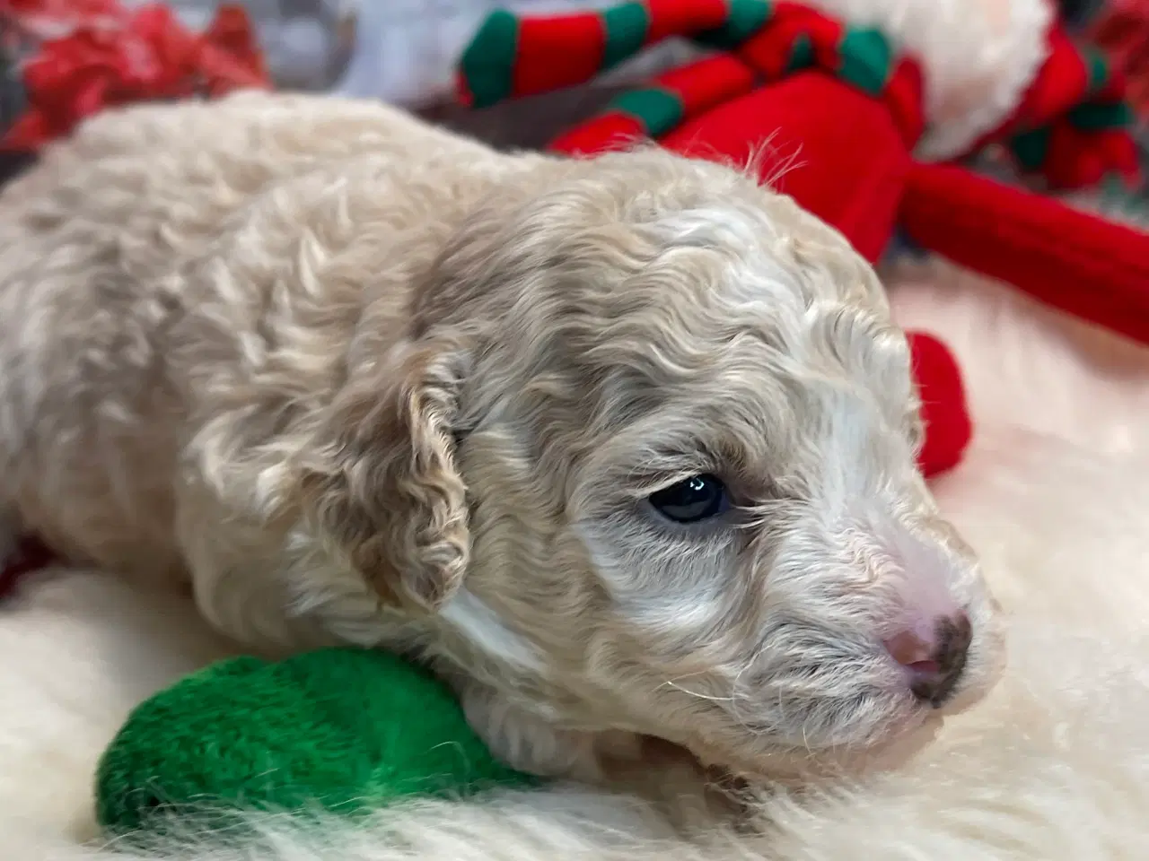 Billede 7 - Maltipoo hvalp inden jul /januar ?? 