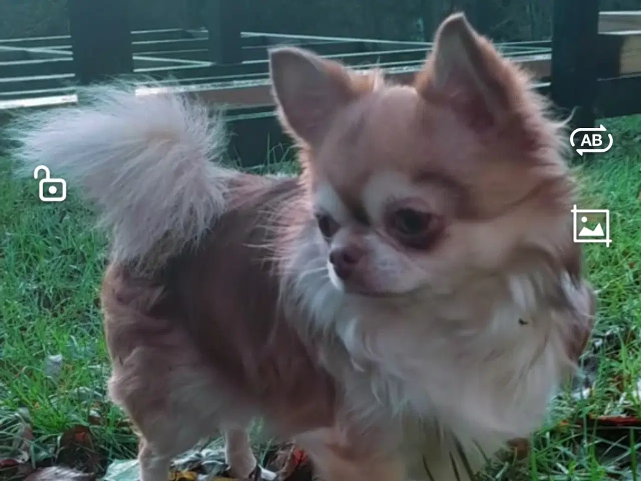 Billede 3 - Chihuahua M/stamtavle Avl