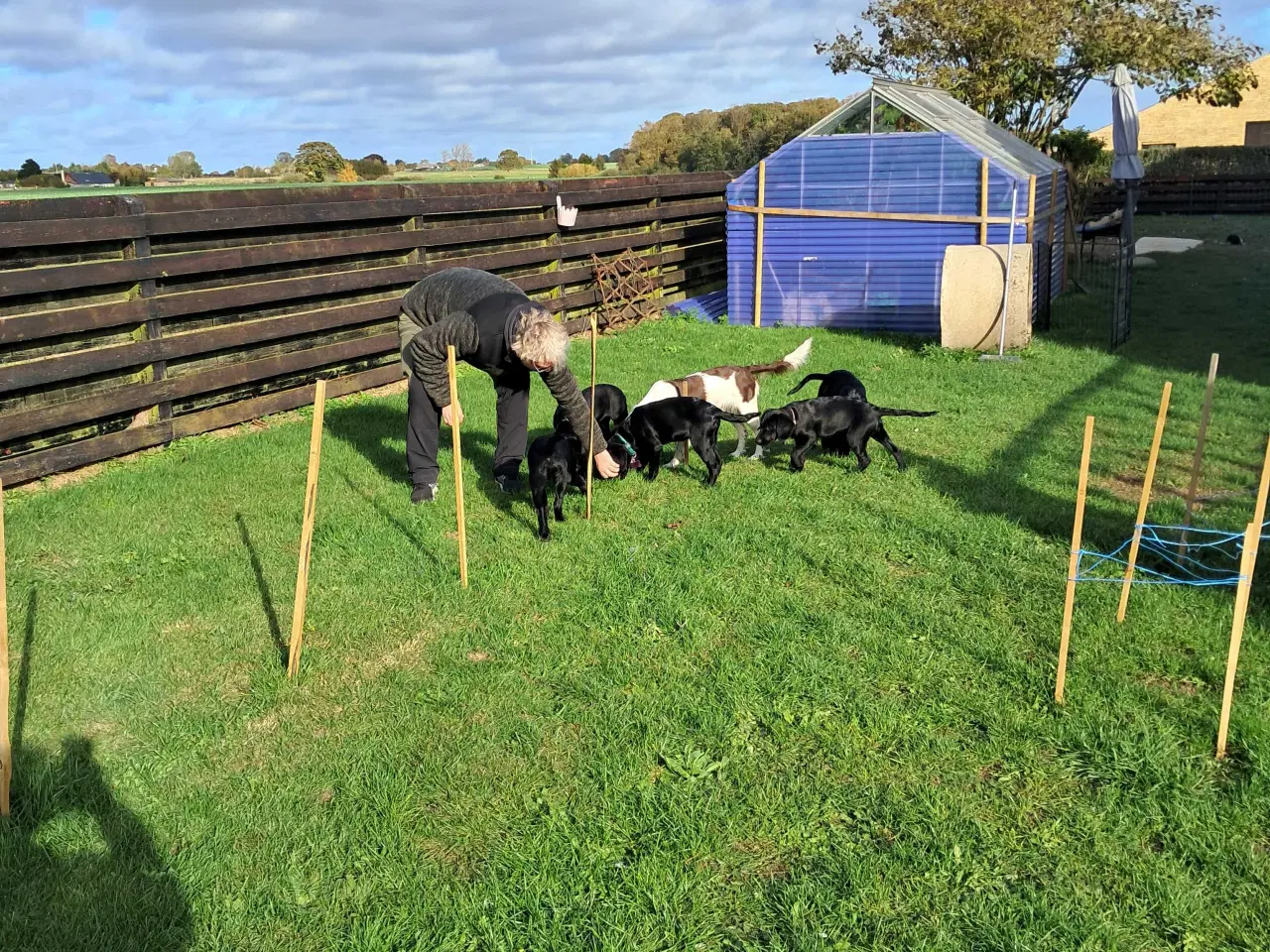 Billede 12 - Springador hvalpe