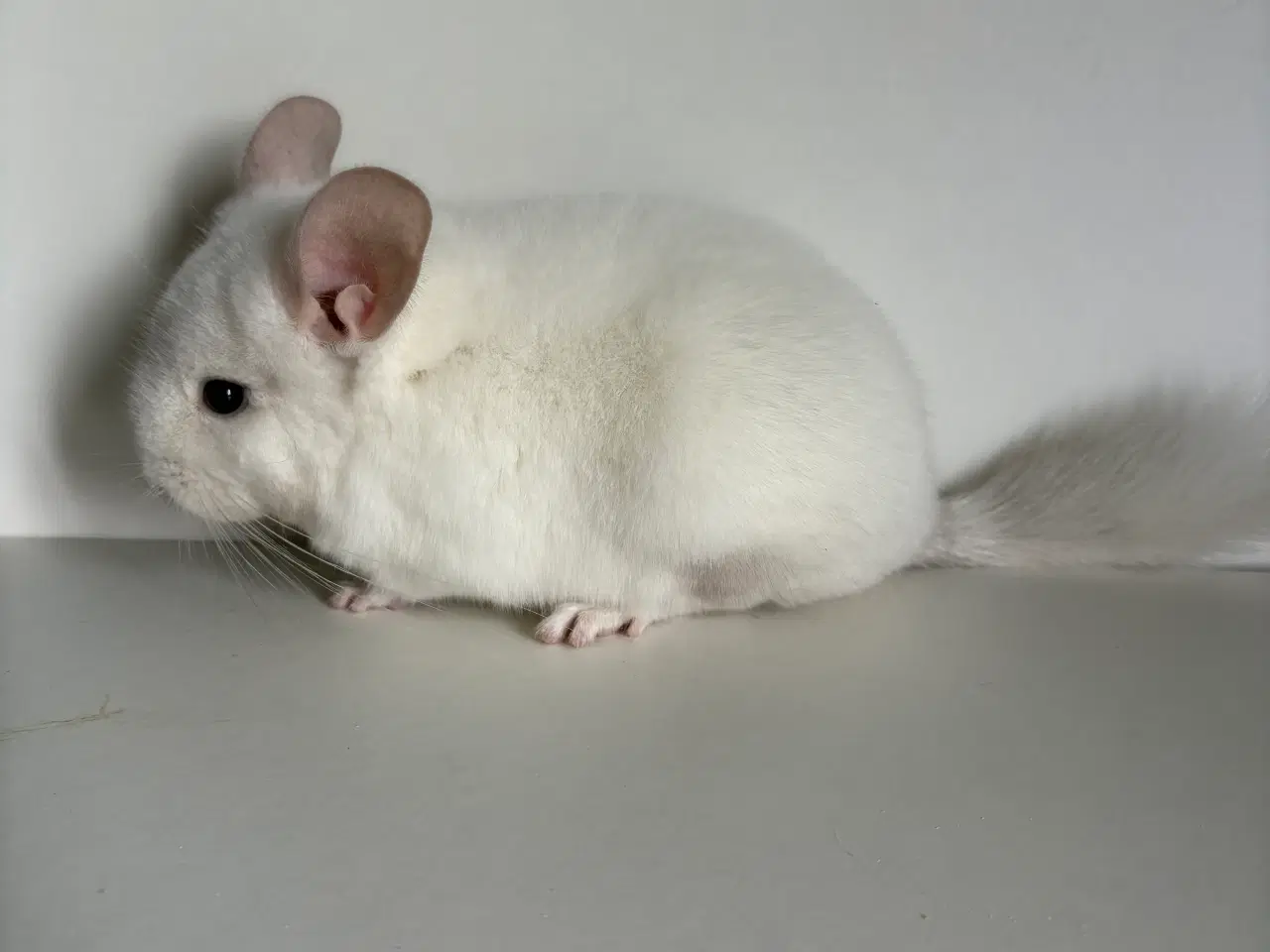 Billede 1 - Pink White HAN chinchilla 