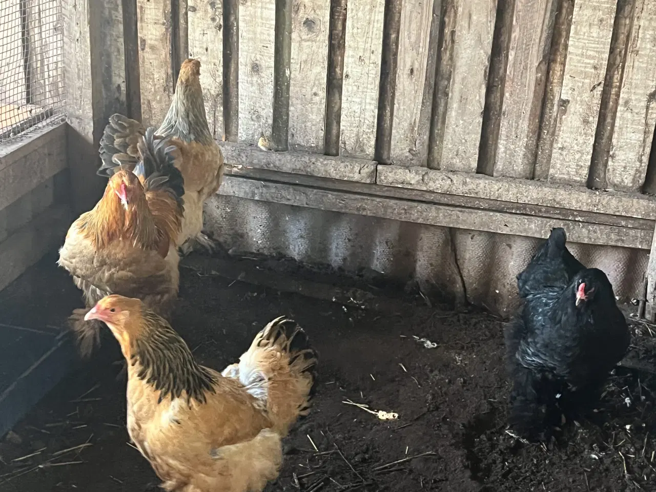 Billede 3 - 3 Brahma høner og 1 hane 