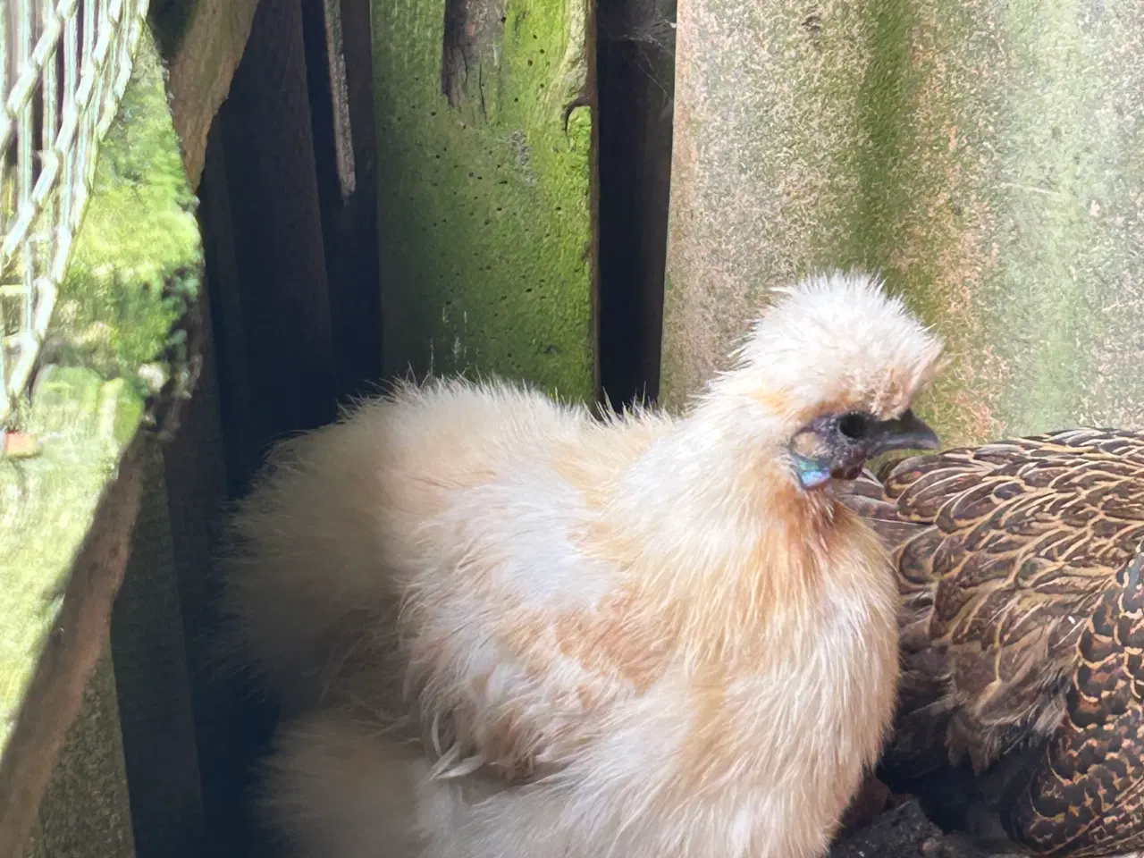 Billede 2 - Børnevenlig silkehøne sælges