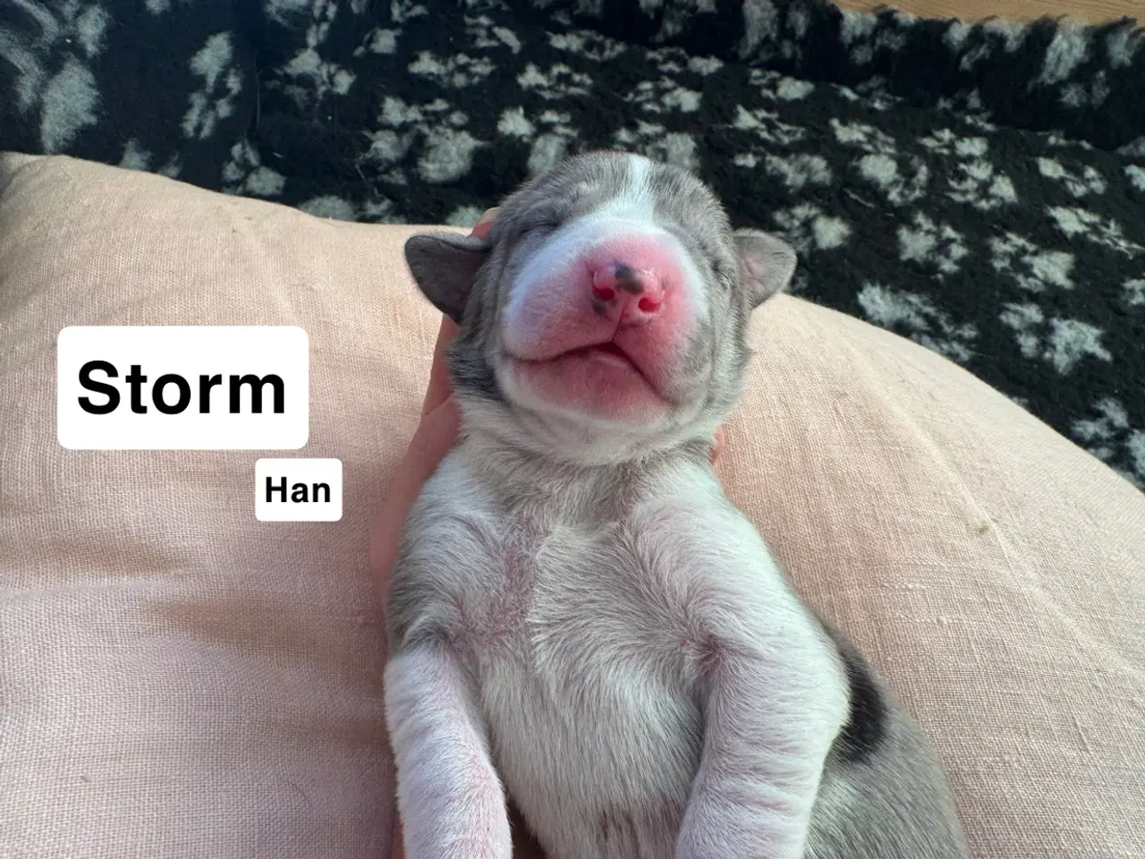 Billede 2 - Grand Danois hvalpe