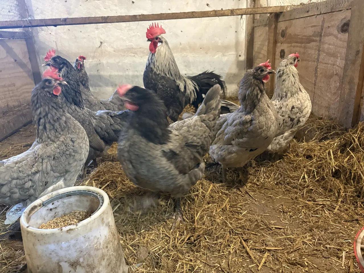 Billede 3 - Kyllinger fra racehøns Grønlægger 