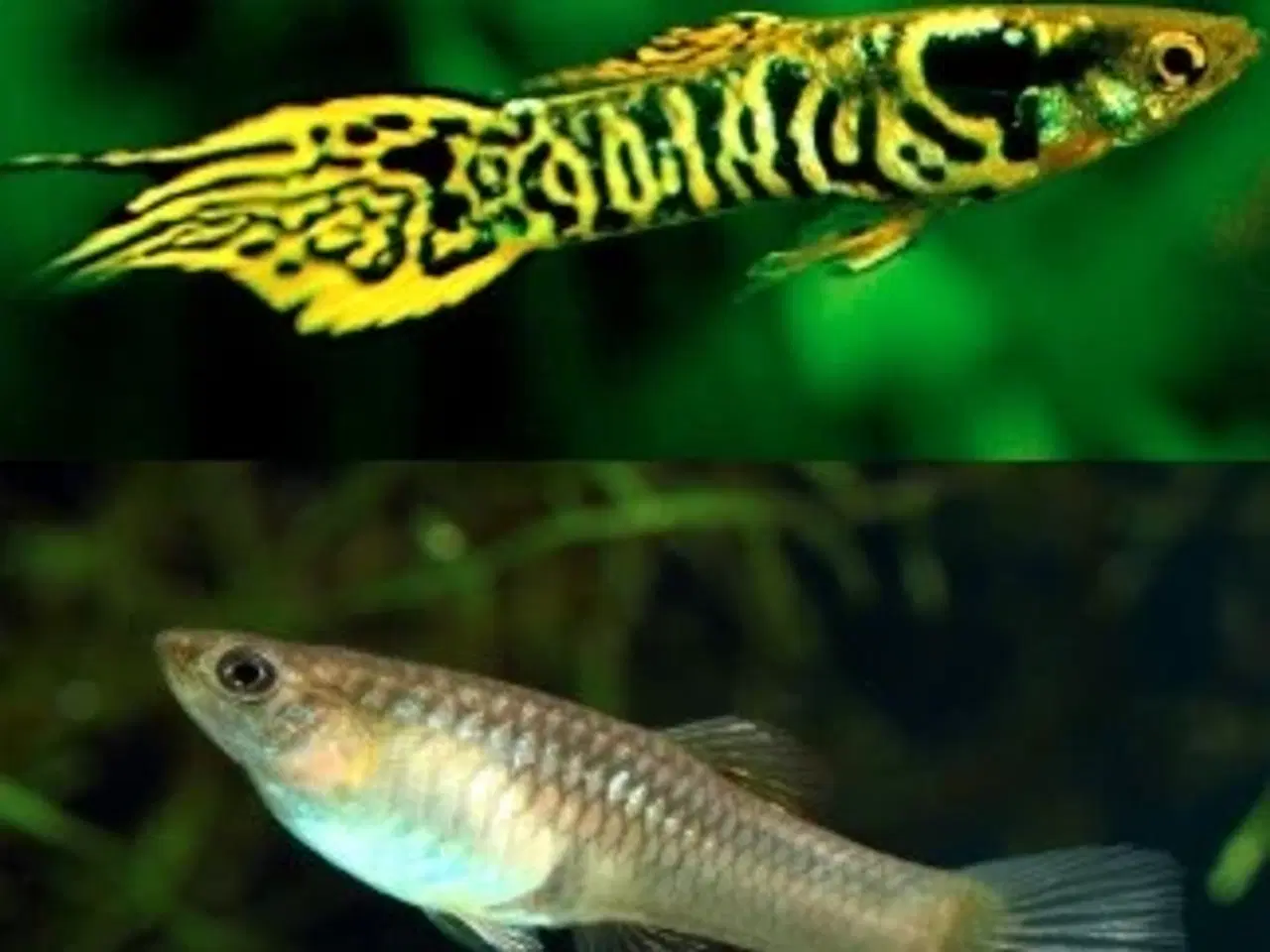 Billede 2 - Yellow tiger guppy