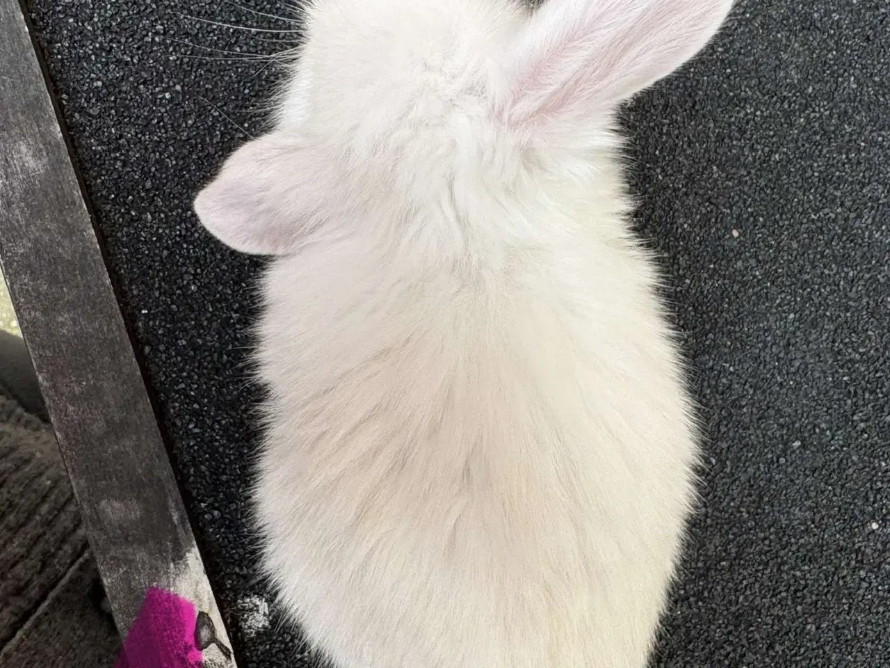 Billede 3 - Mini lop han kanin