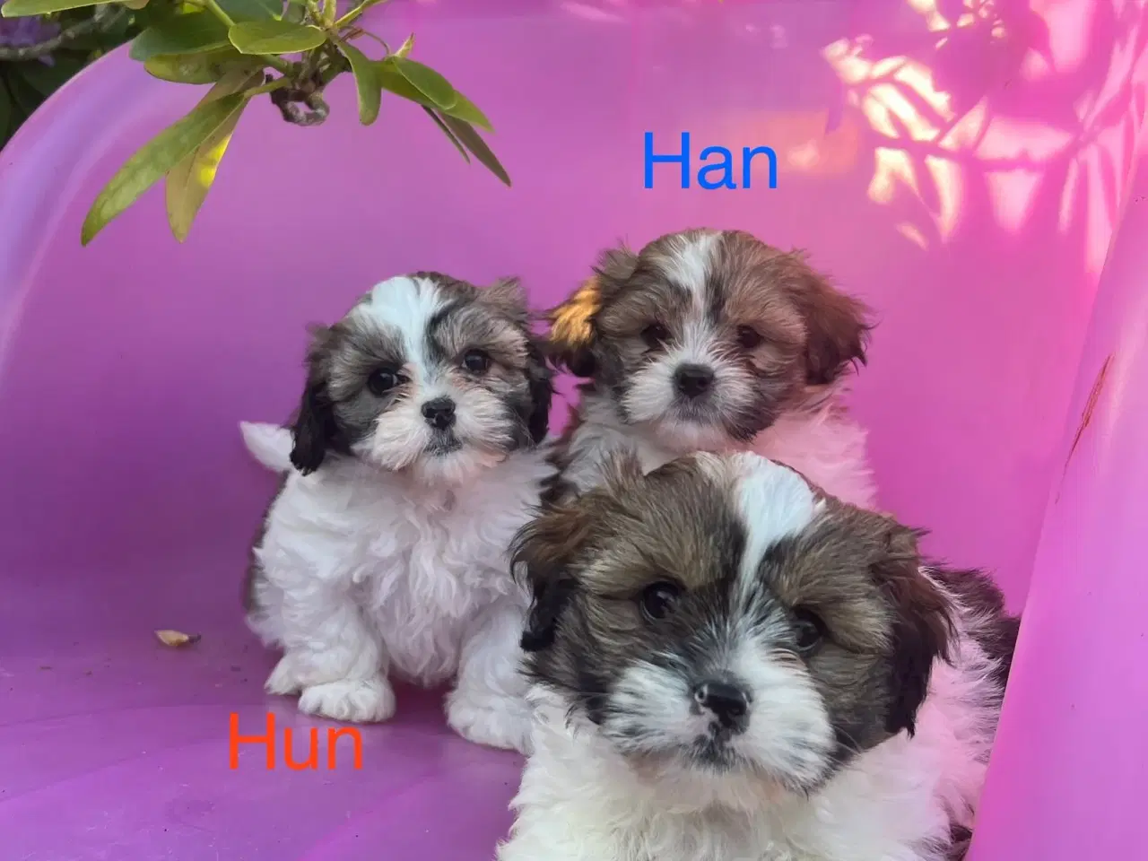 Billede 2 - 3 shih tzu-havapoo hvalpe(8 uger)