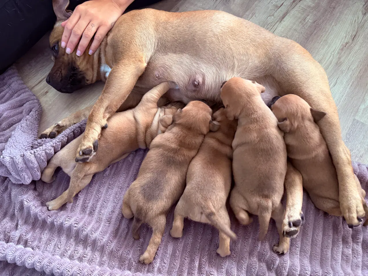 Billede 3 - 🐾 Staffordshire Bull Terrier hvalpe m. stamtavle