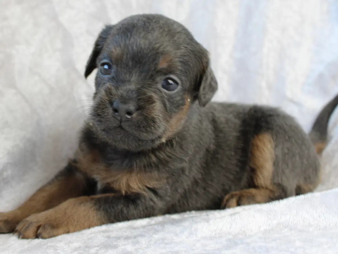 Billede 1 - Froodle - fransk bulldog / puddel 