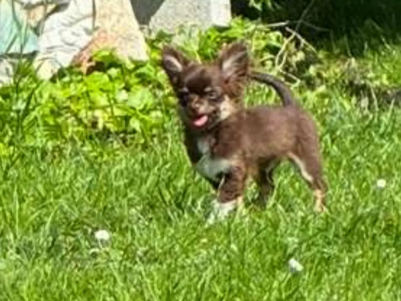 Billede 4 - Chokolade farvet 1 årig dreng