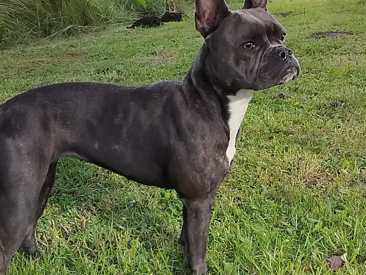 Billede 1 - Fransk bulldog Old English blanding 