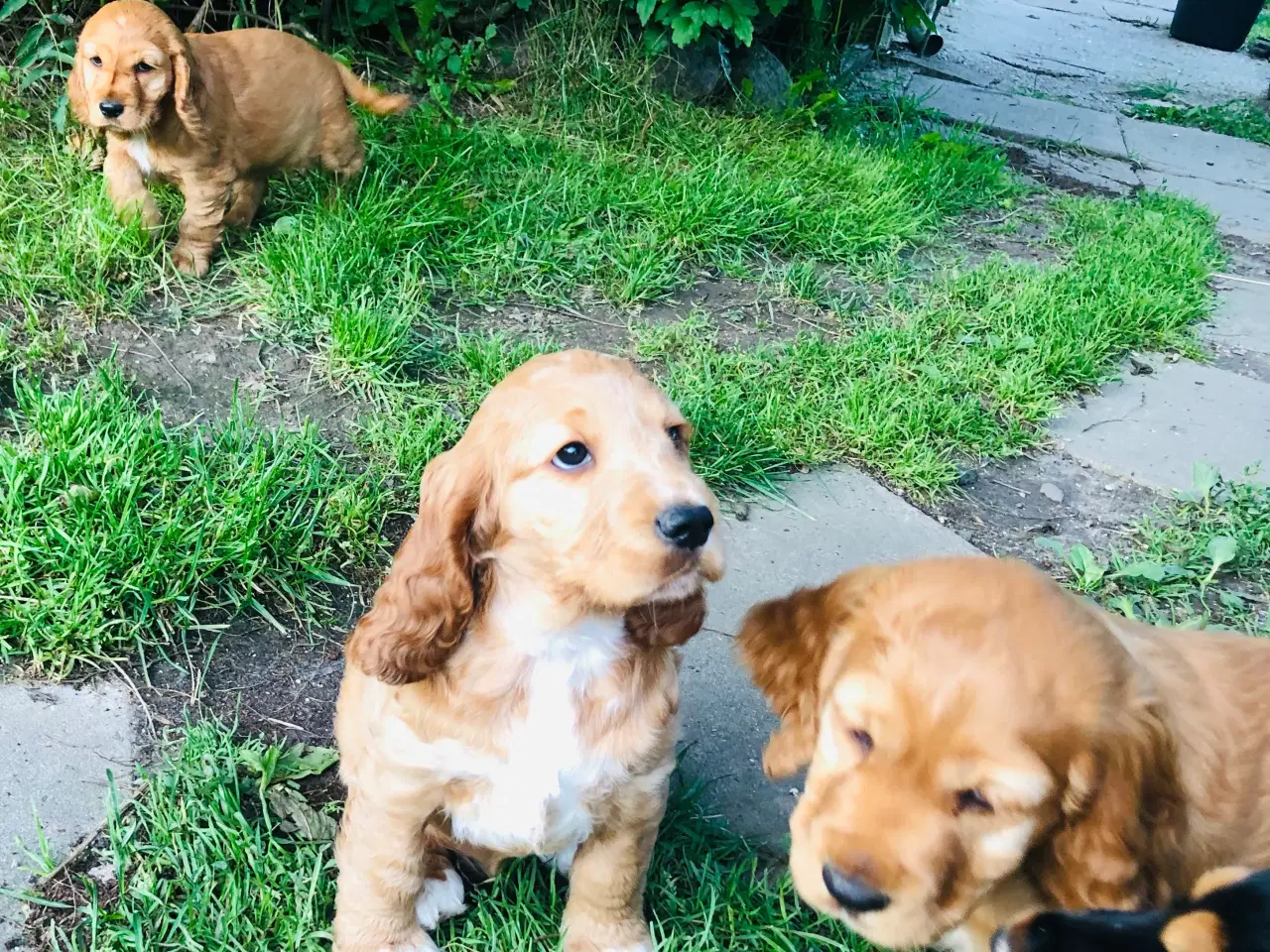 Billede 7 - Engelsk Cocker spaniel