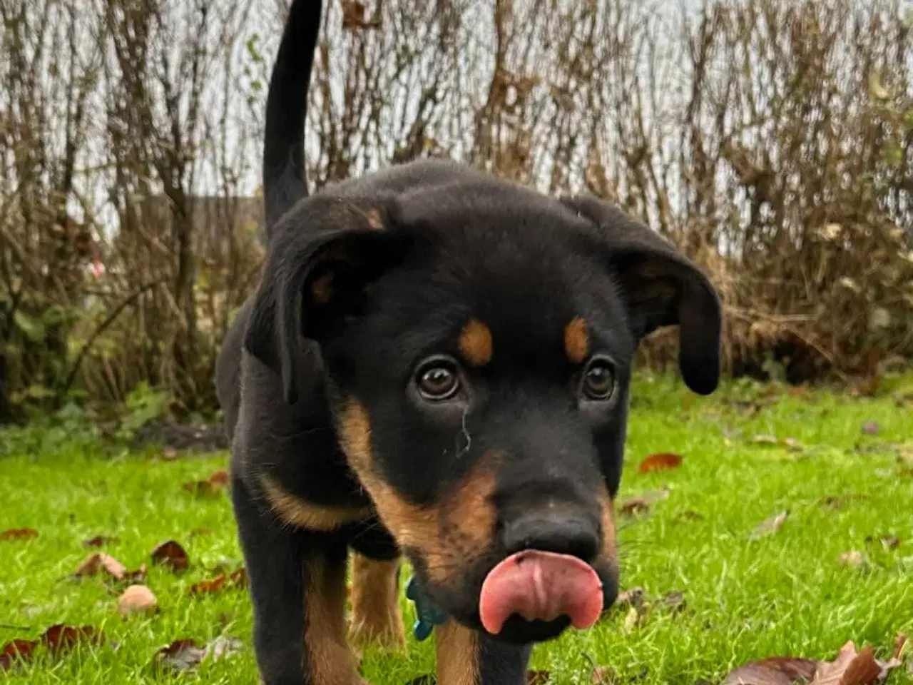 Billede 7 - Rottwailer/schæfer 