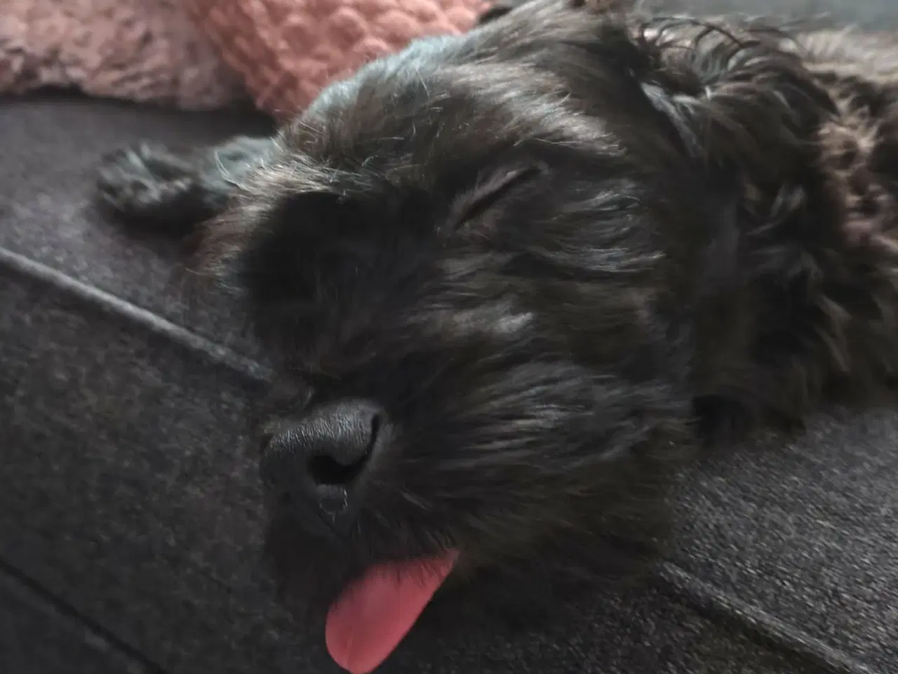 Billede 6 - Skønne Molly søger blivende hjem