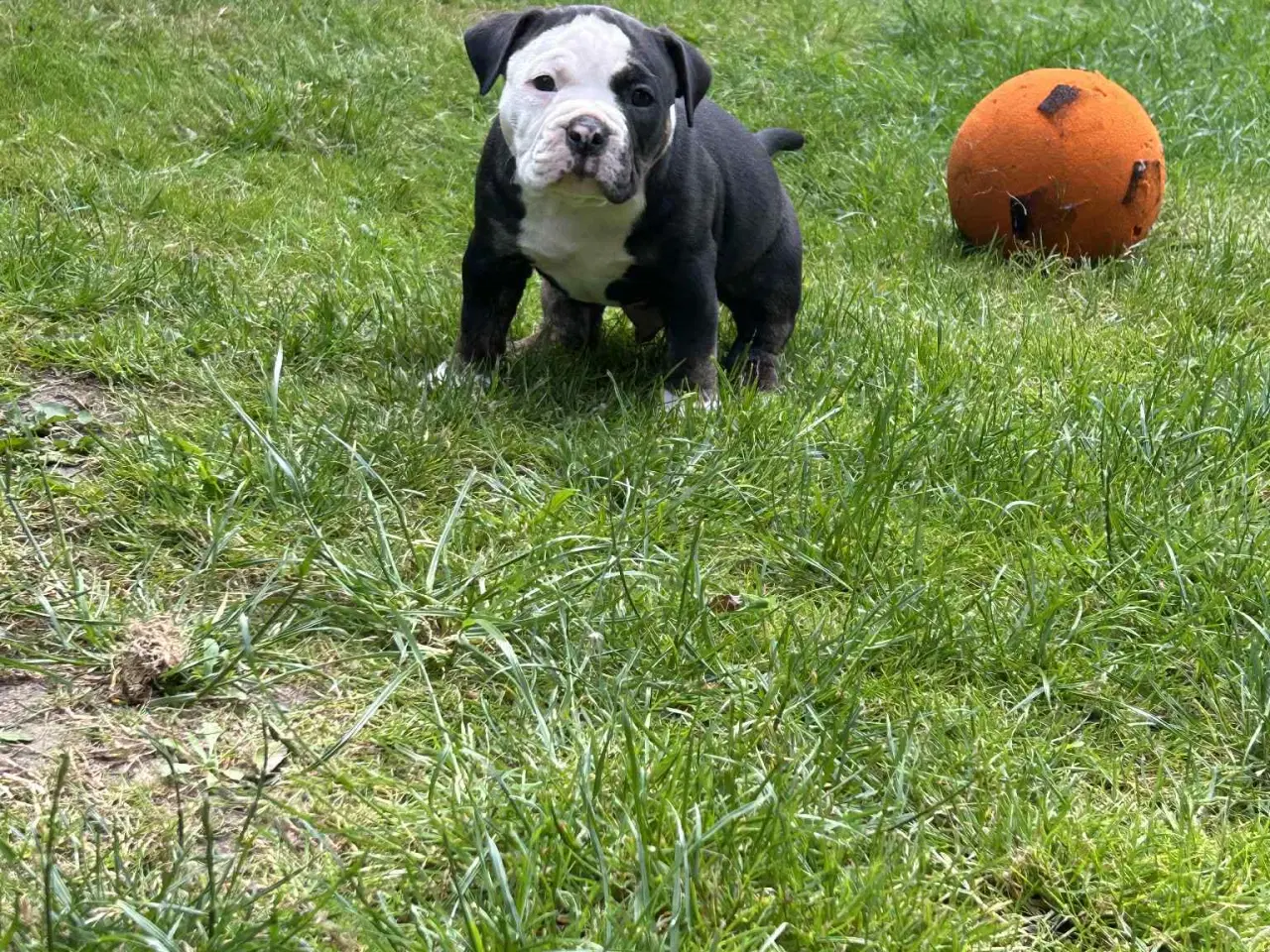 Billede 4 - English bulldog