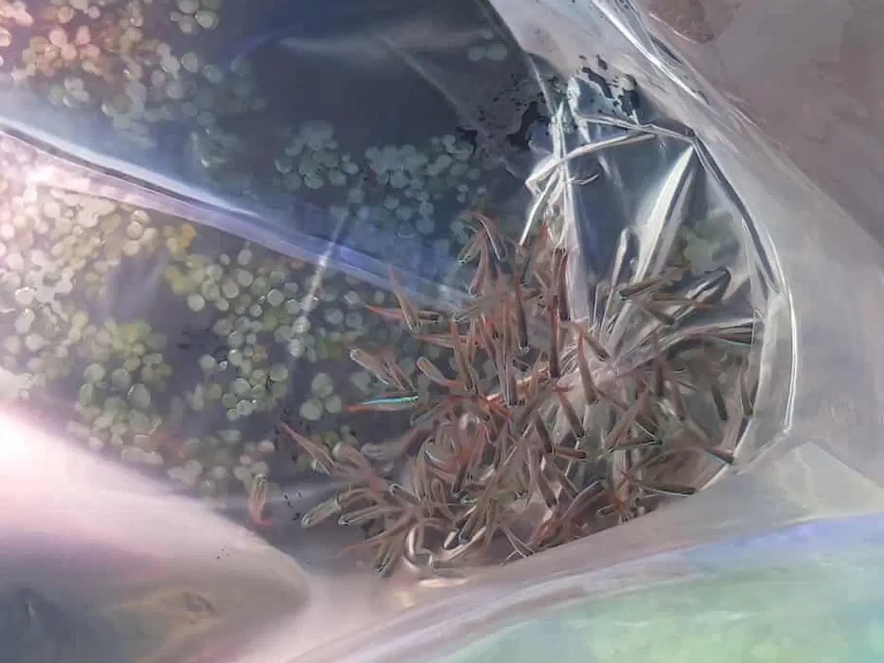 Billede 1 - Neon tetra tilbud