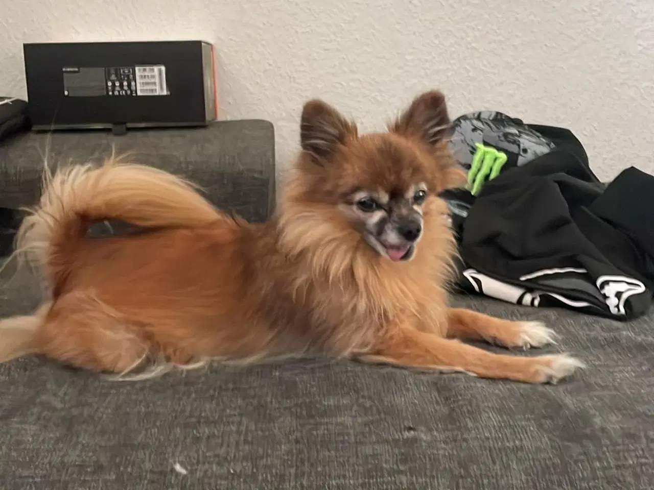 Billede 4 -  papillon og pomeranian creme farve hunde