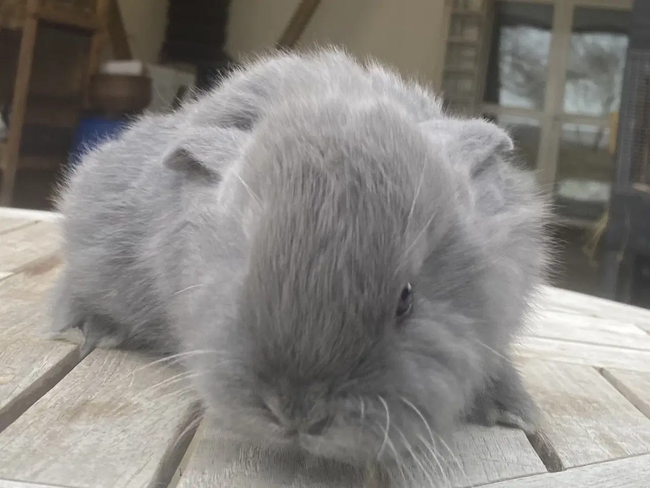 Billede 4 - FRANSK VÆDDER HUN BLÅ