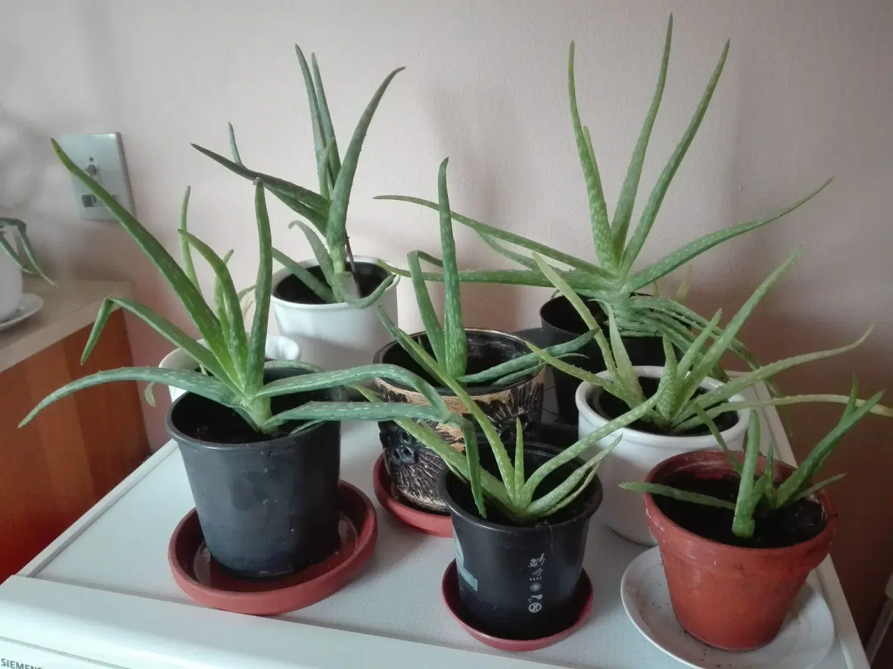 Billede 6 - Aloe Vera stueplanter