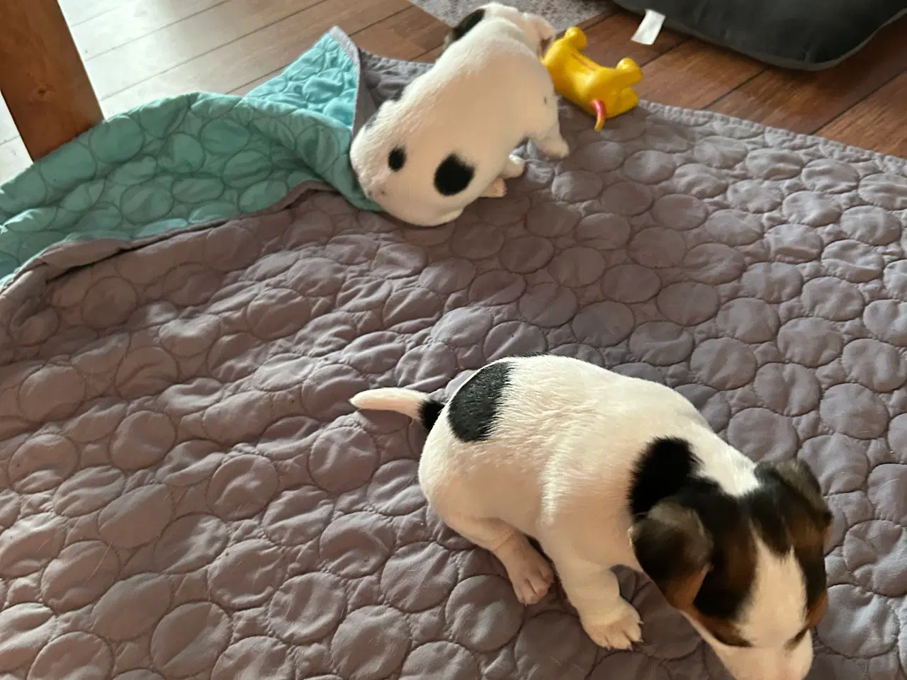 Billede 5 - Jack Russell hvalp