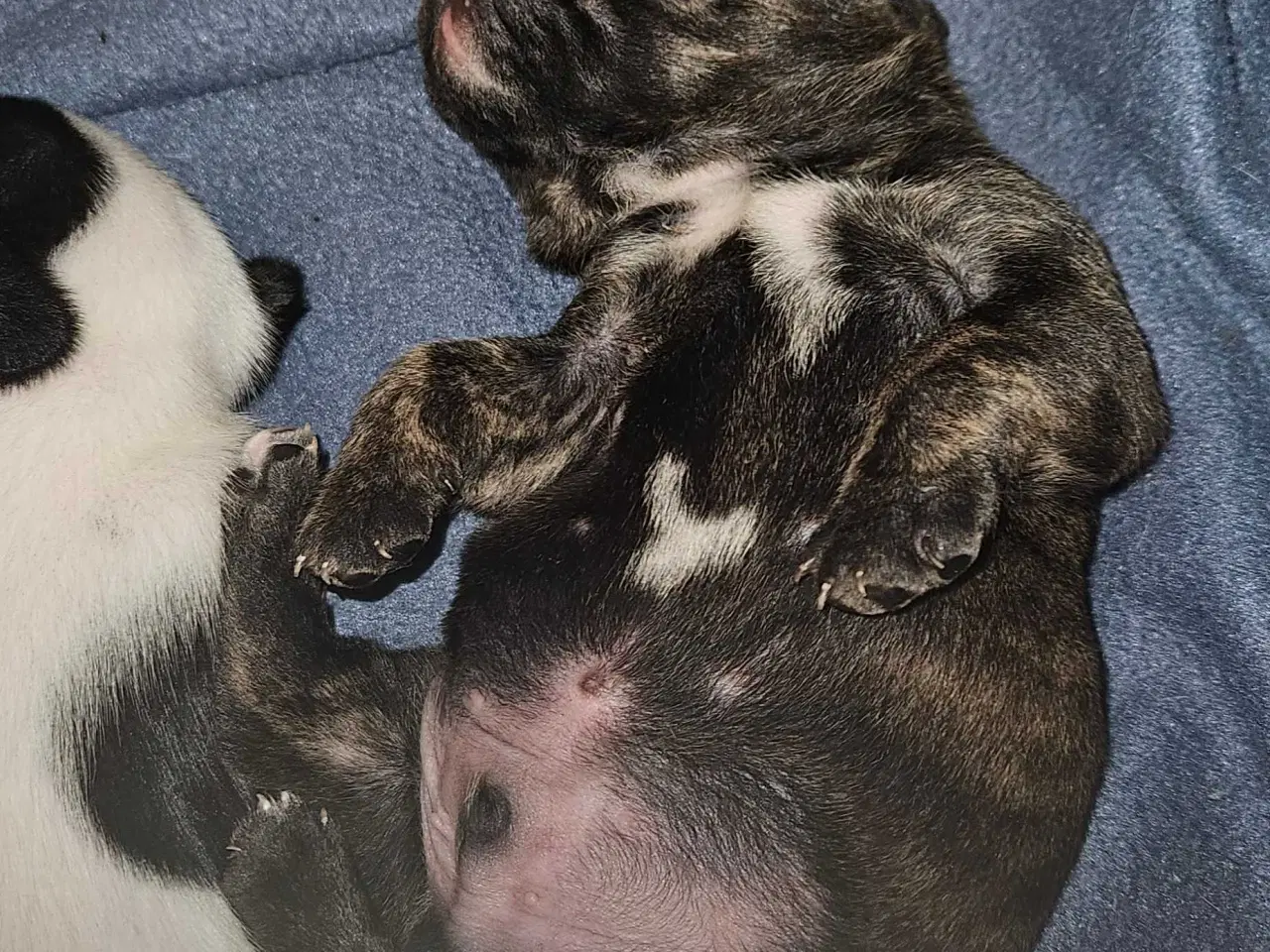 Billede 13 - Fransk bulldog og beagle blandinger født 30/10