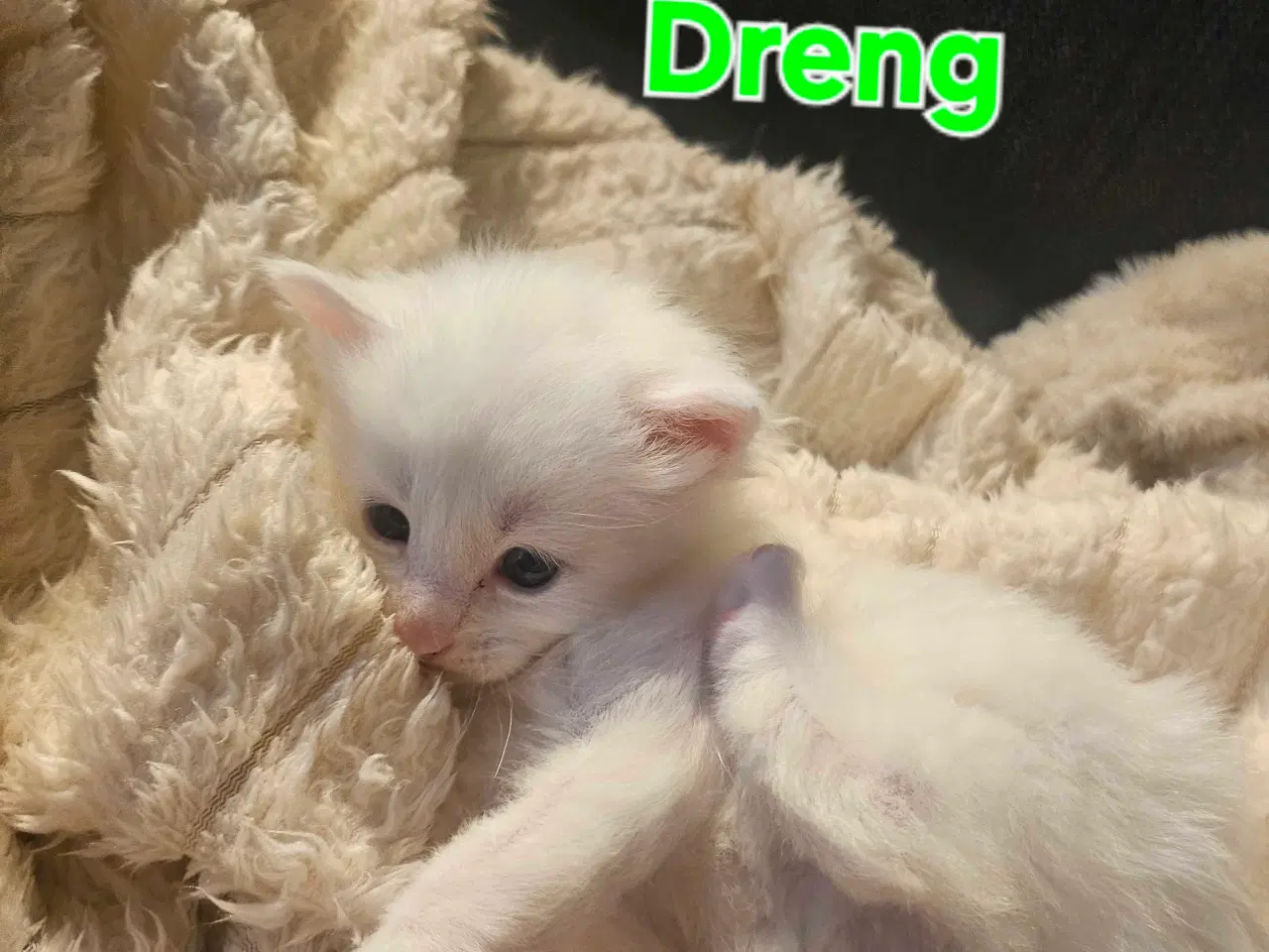 Billede 16 - Maine coon killinger 