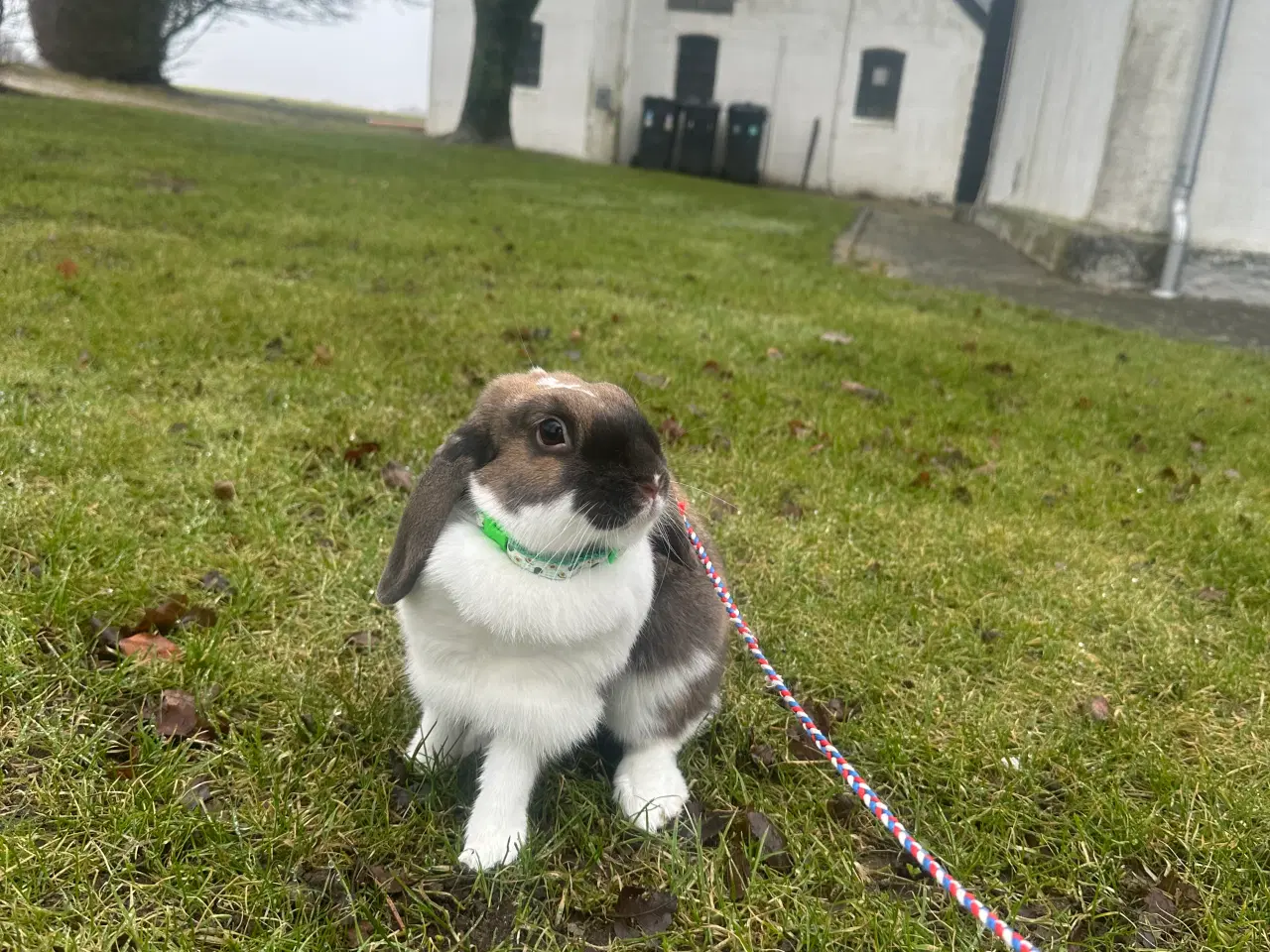Billede 3 - 2 kaniner gives væk “GRATIS”