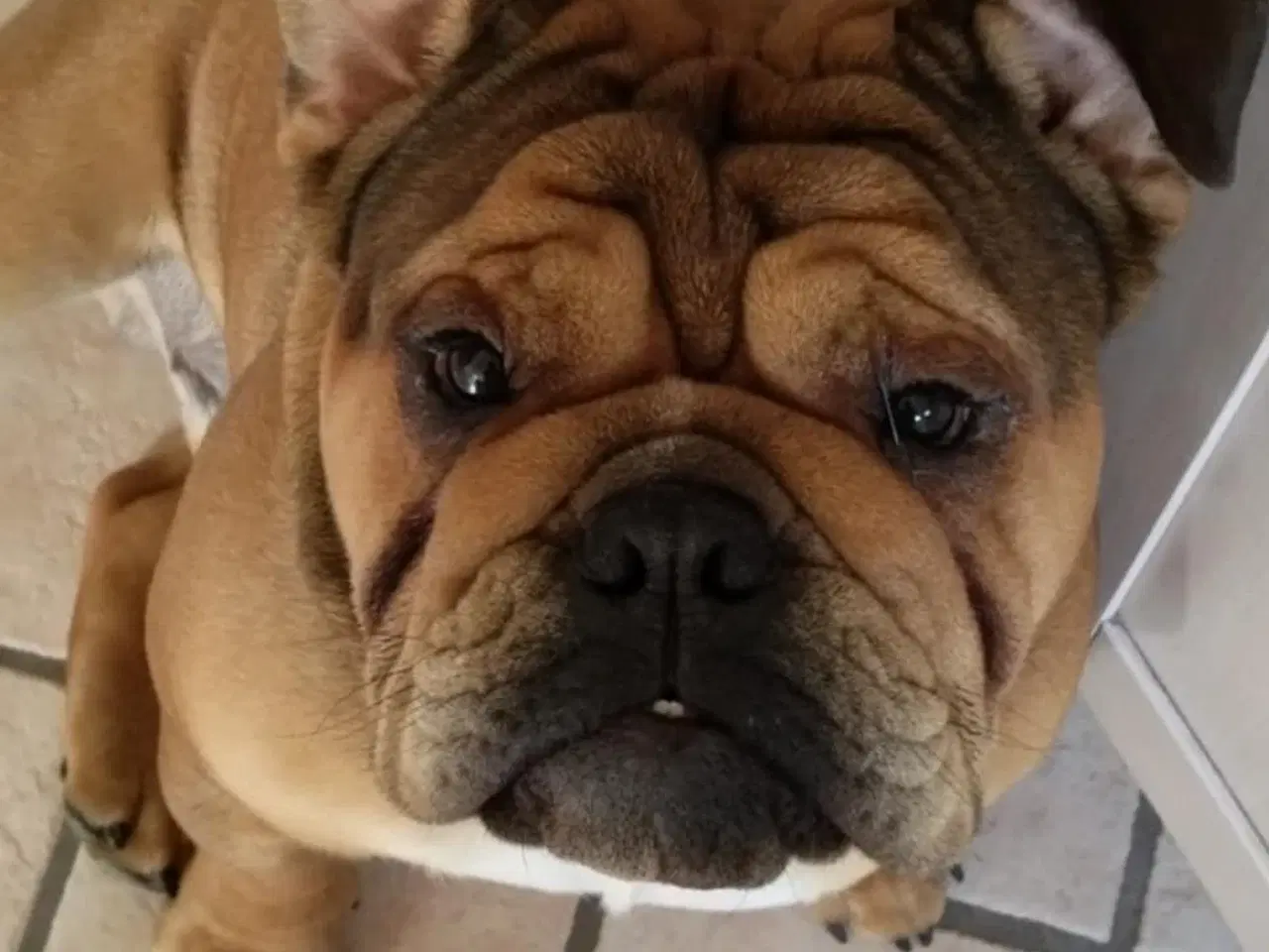 Billede 1 - Engelsk bulldog Kenzo