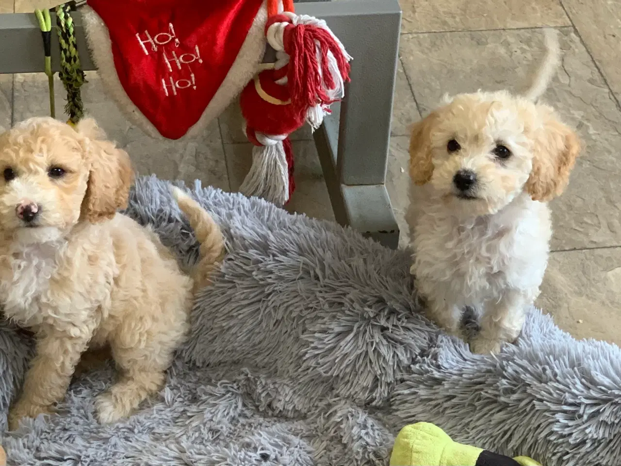 Billede 13 - Maltipoo babyer er rejse klar nu 