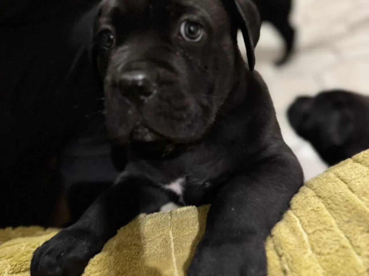 Billede 7 - Cane Corso