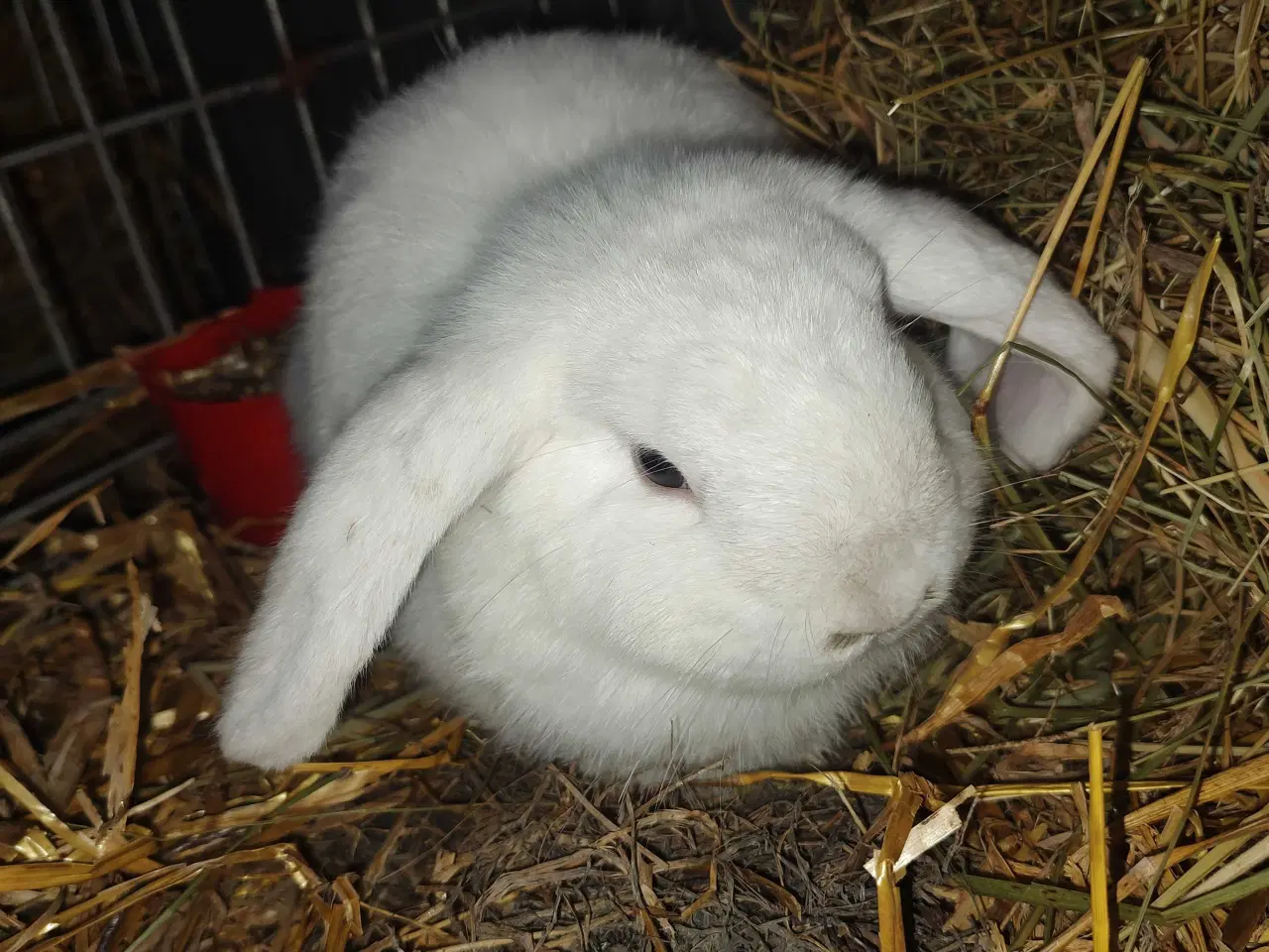 Billede 3 - Super sød minilop