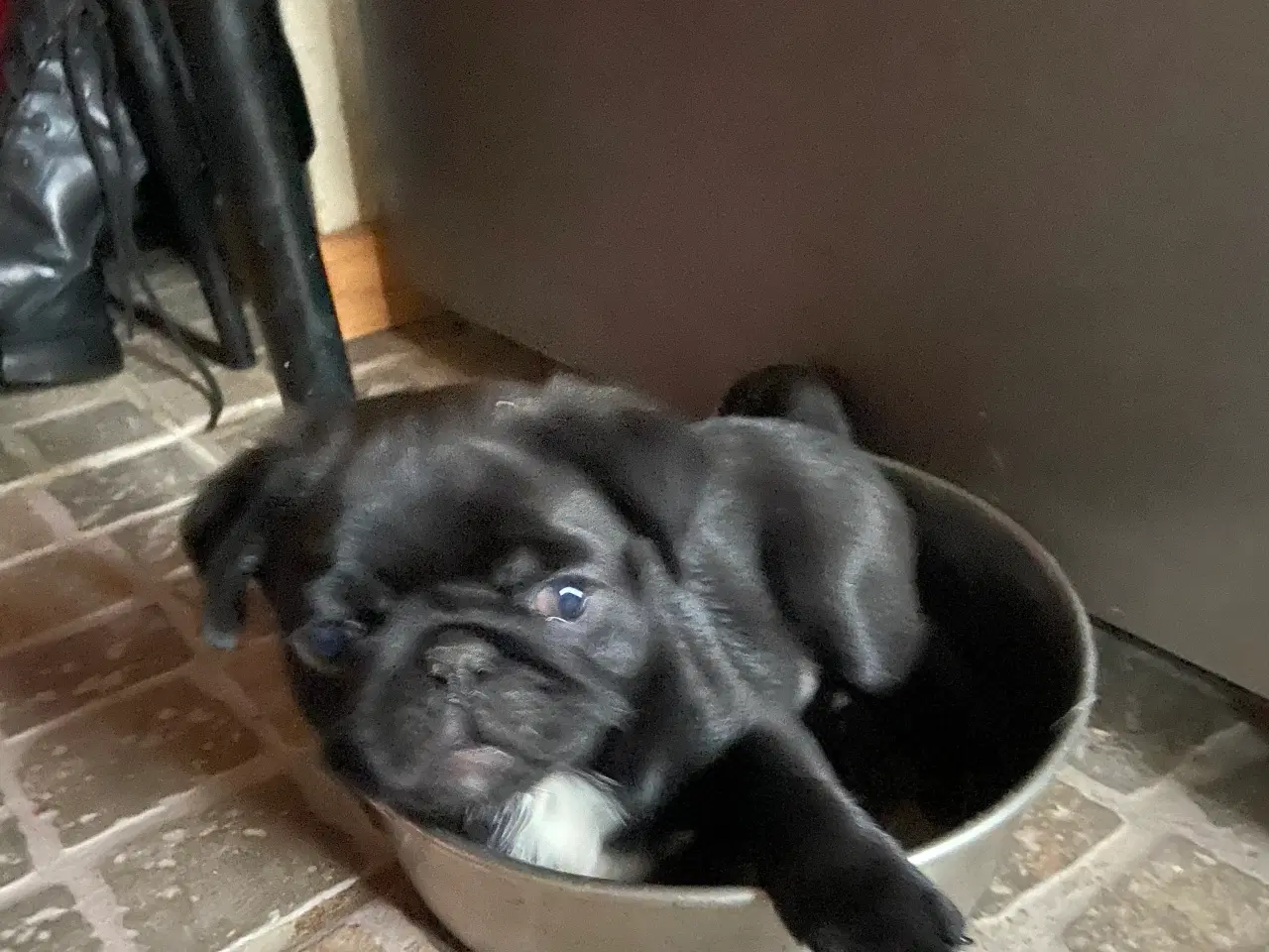 Billede 5 - 1 lille og fræk moppelop bamse søger nyt hjem 🥰